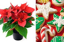 Poinsettia plant and Christmas cookies